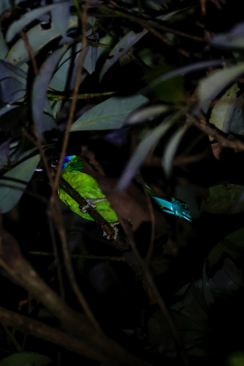 チュウゴクゴシキドリ - ML646156845