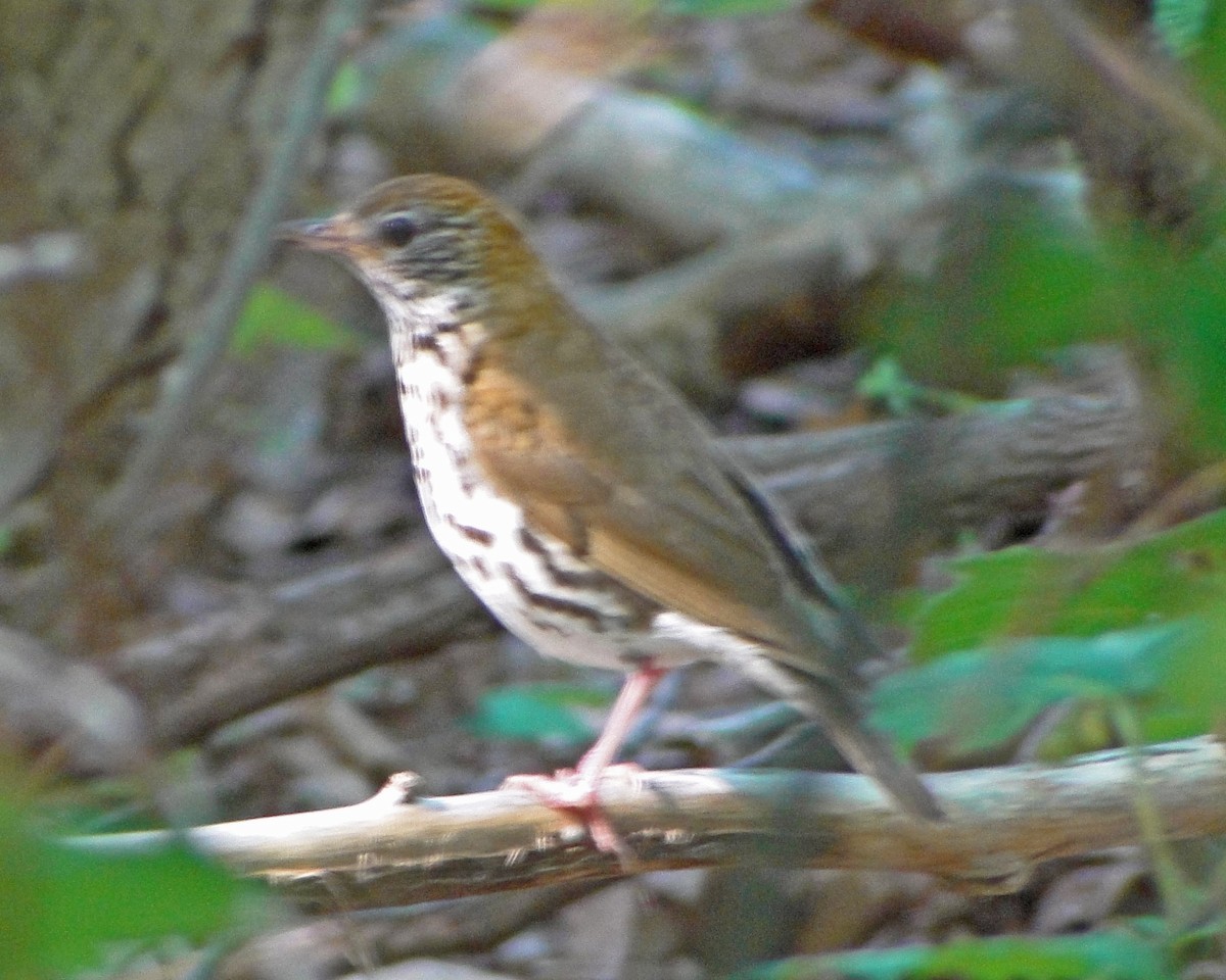 Wood Thrush - ML646156848
