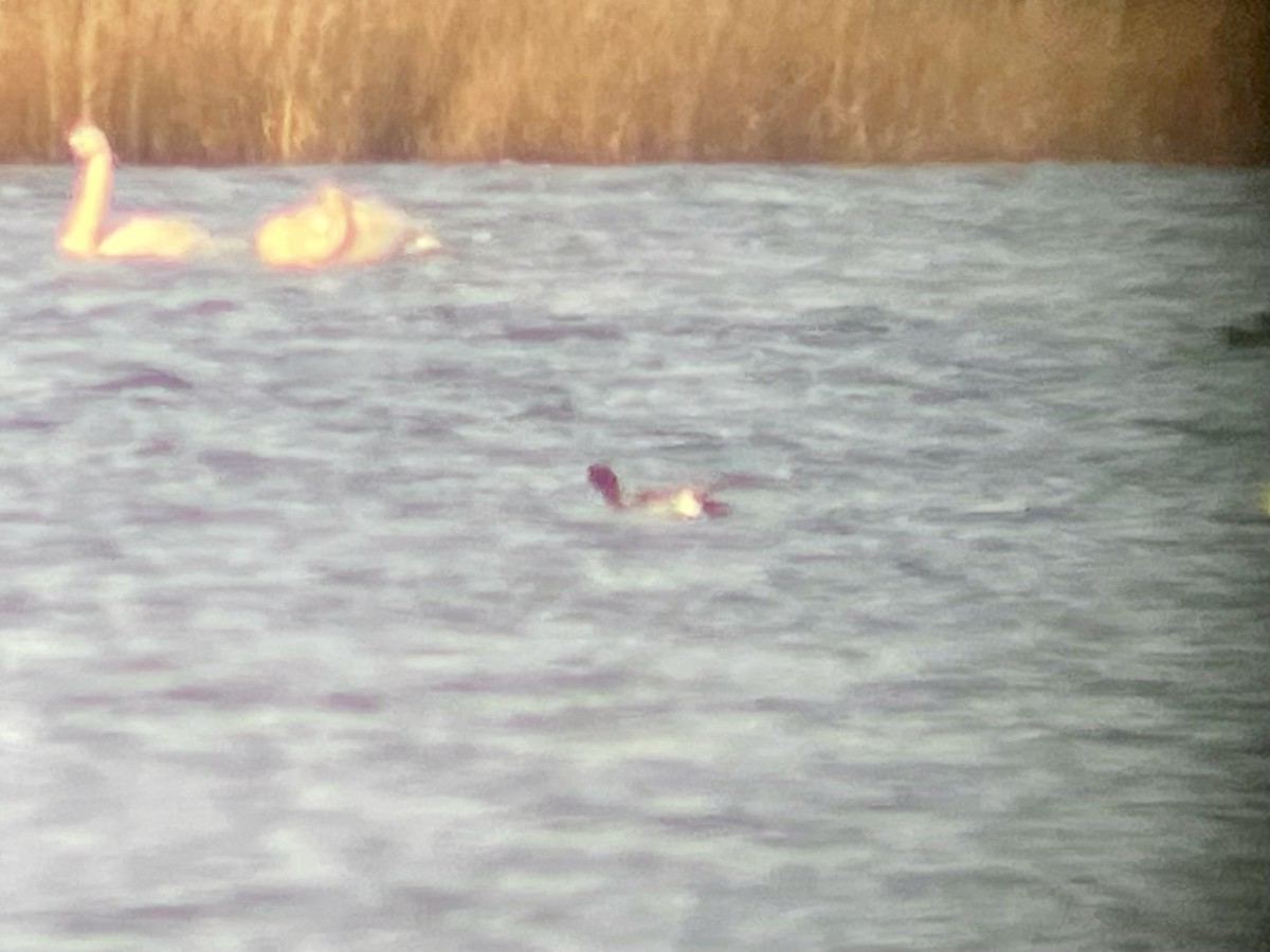 ヒドリガモ - ML646156849