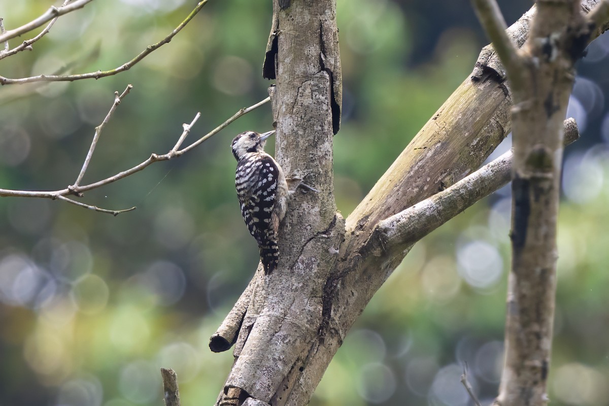 マレーコゲラ - ML646156850