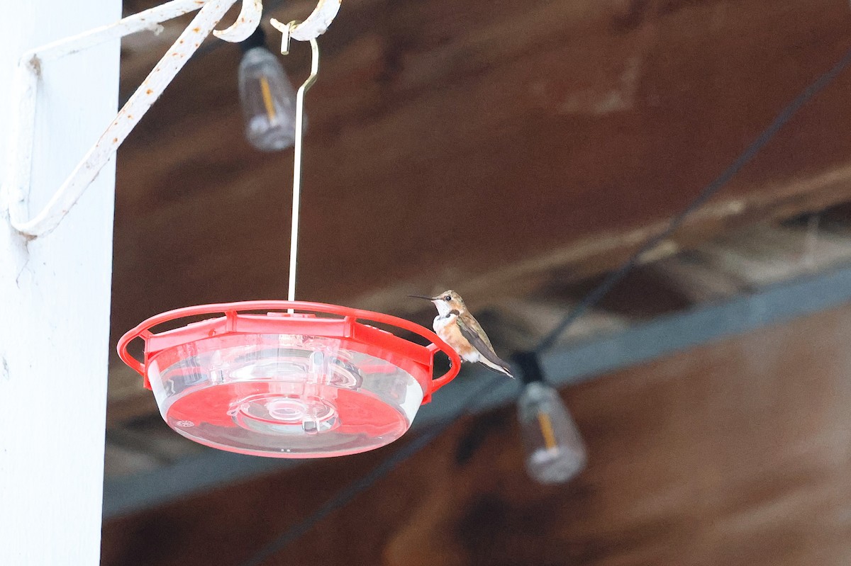 Rufous Hummingbird - ML646156851