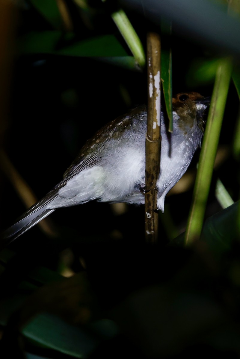 クリイロヒヨドリ - ML646156852