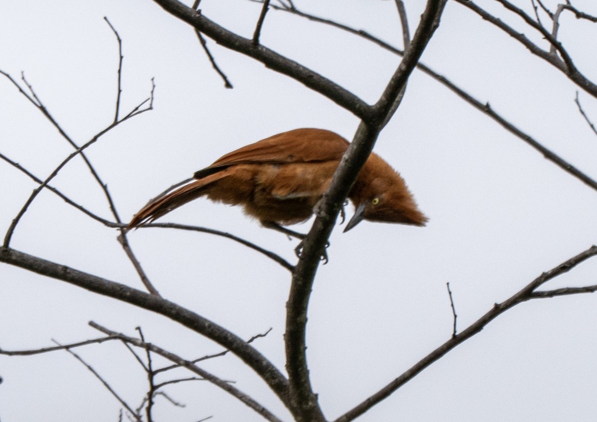 エボシカマドドリ - ML646156854