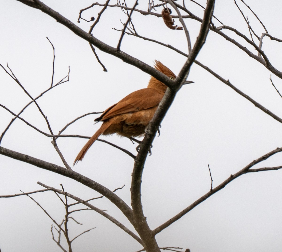 エボシカマドドリ - ML646156855