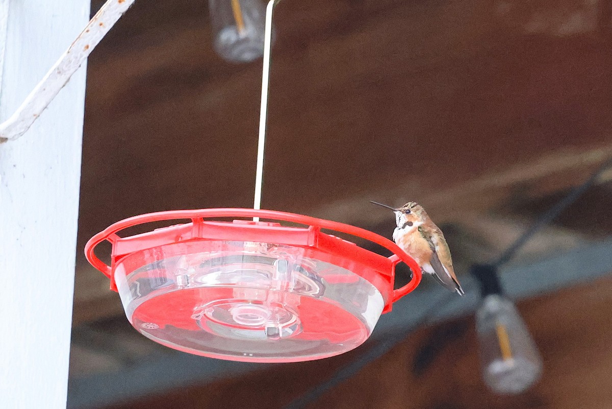 Rufous Hummingbird - ML646156856