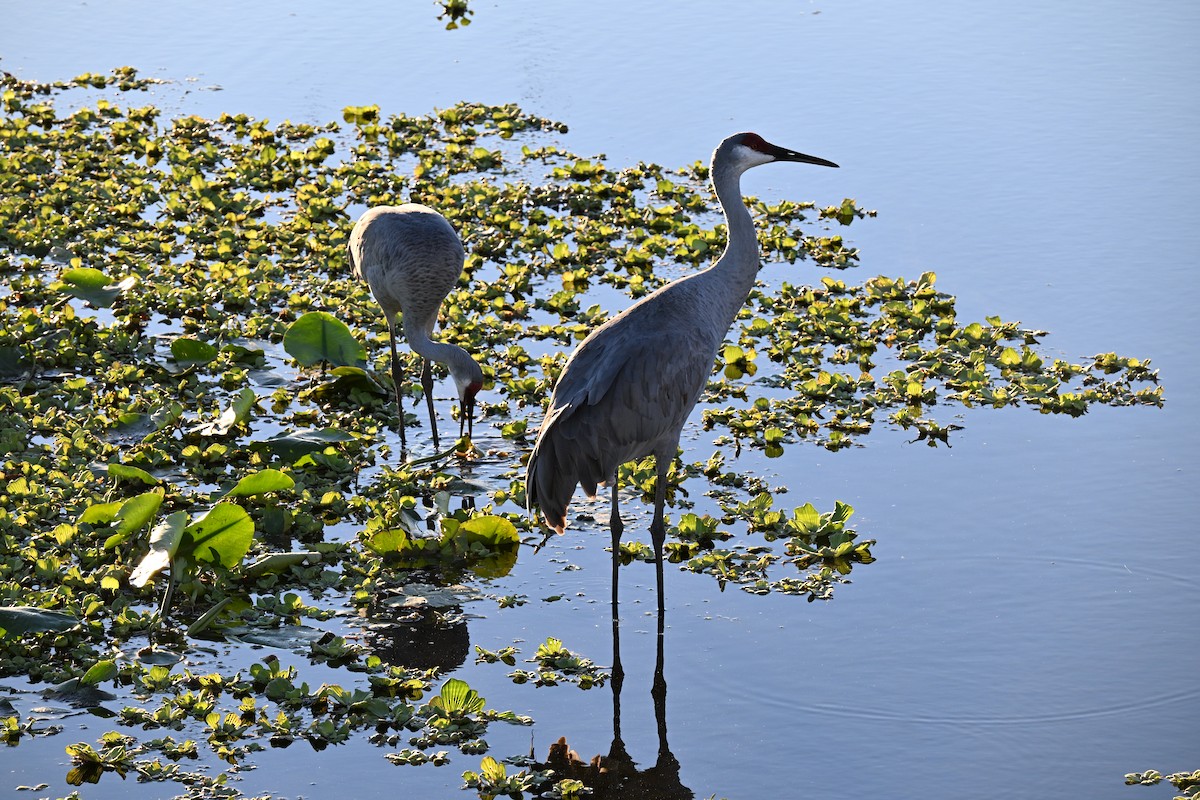 カナダヅル - ML646156858