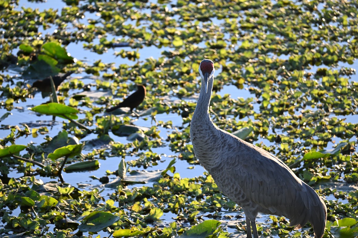 カナダヅル - ML646156859
