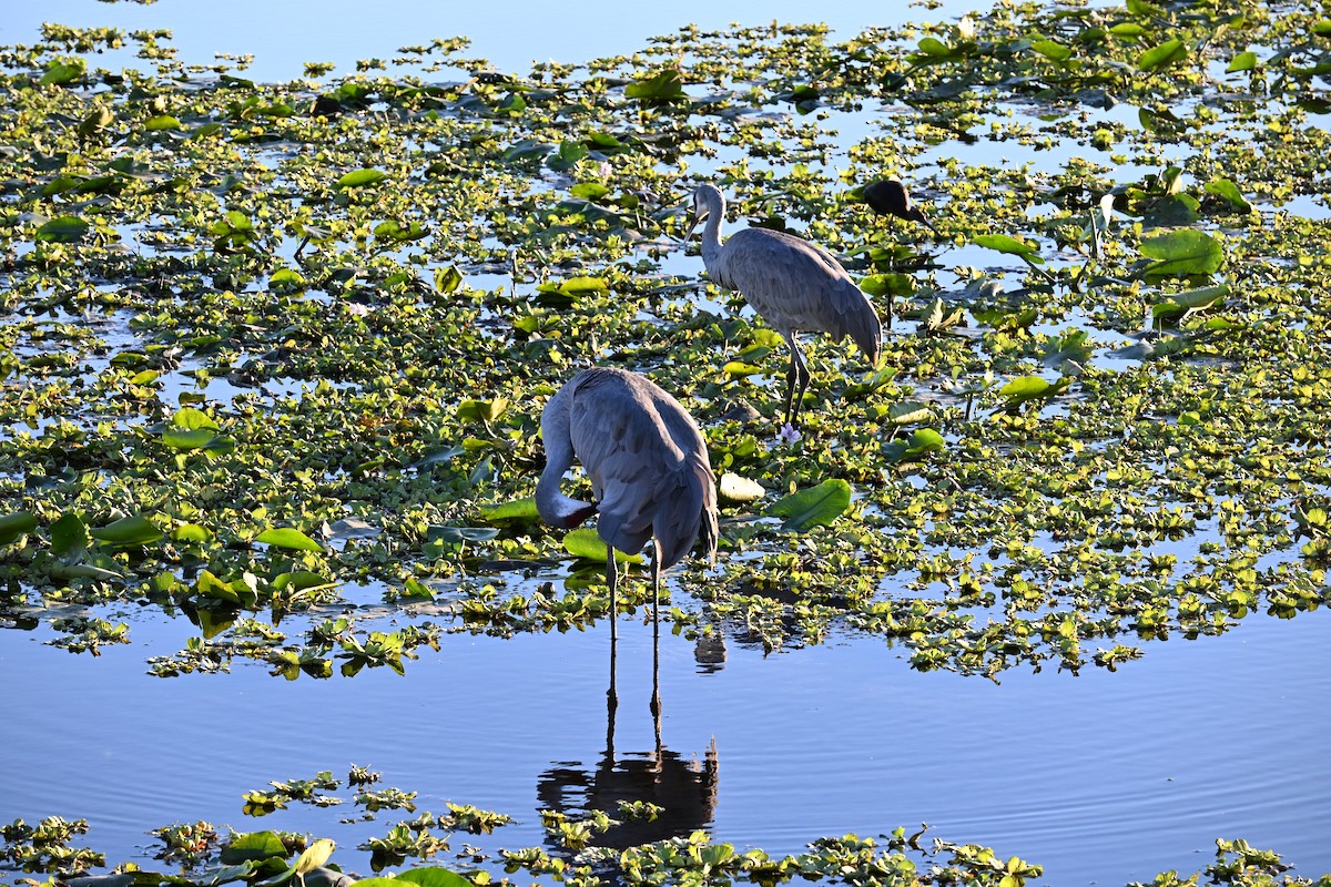 カナダヅル - ML646156860