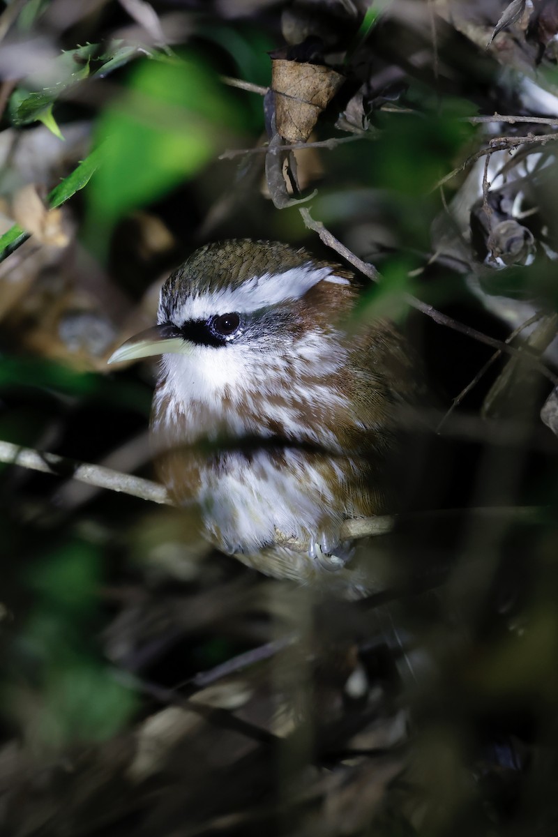 ヒメマルハシ - ML646156861