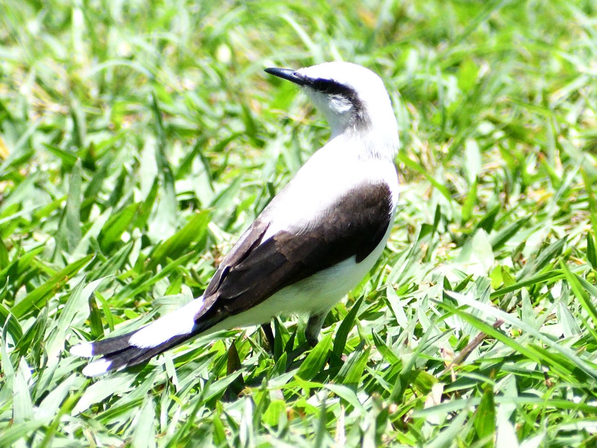 マダラタイランチョウ - ML646156862