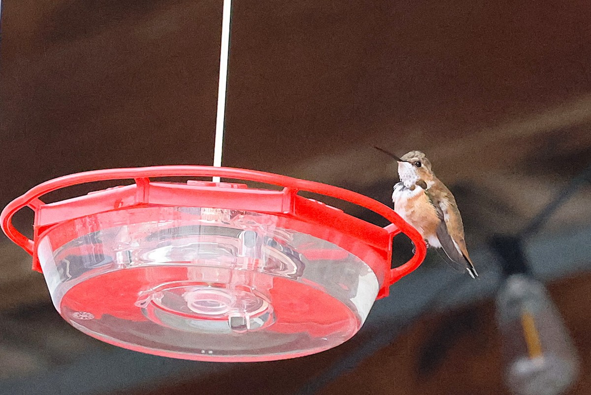 Rufous Hummingbird - ML646156863