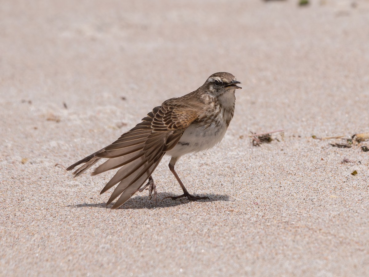 New Zealand Pipit - ML646156864
