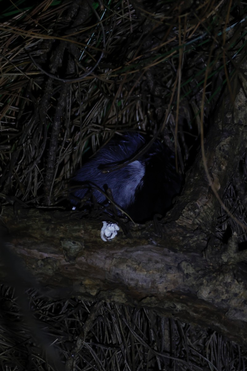 シキチョウ - ML646156865