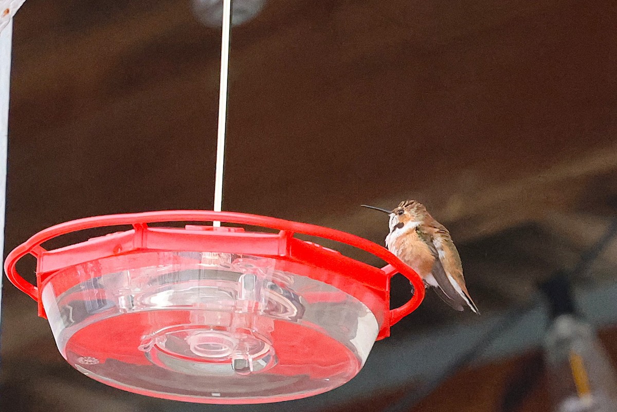 Rufous Hummingbird - ML646156866