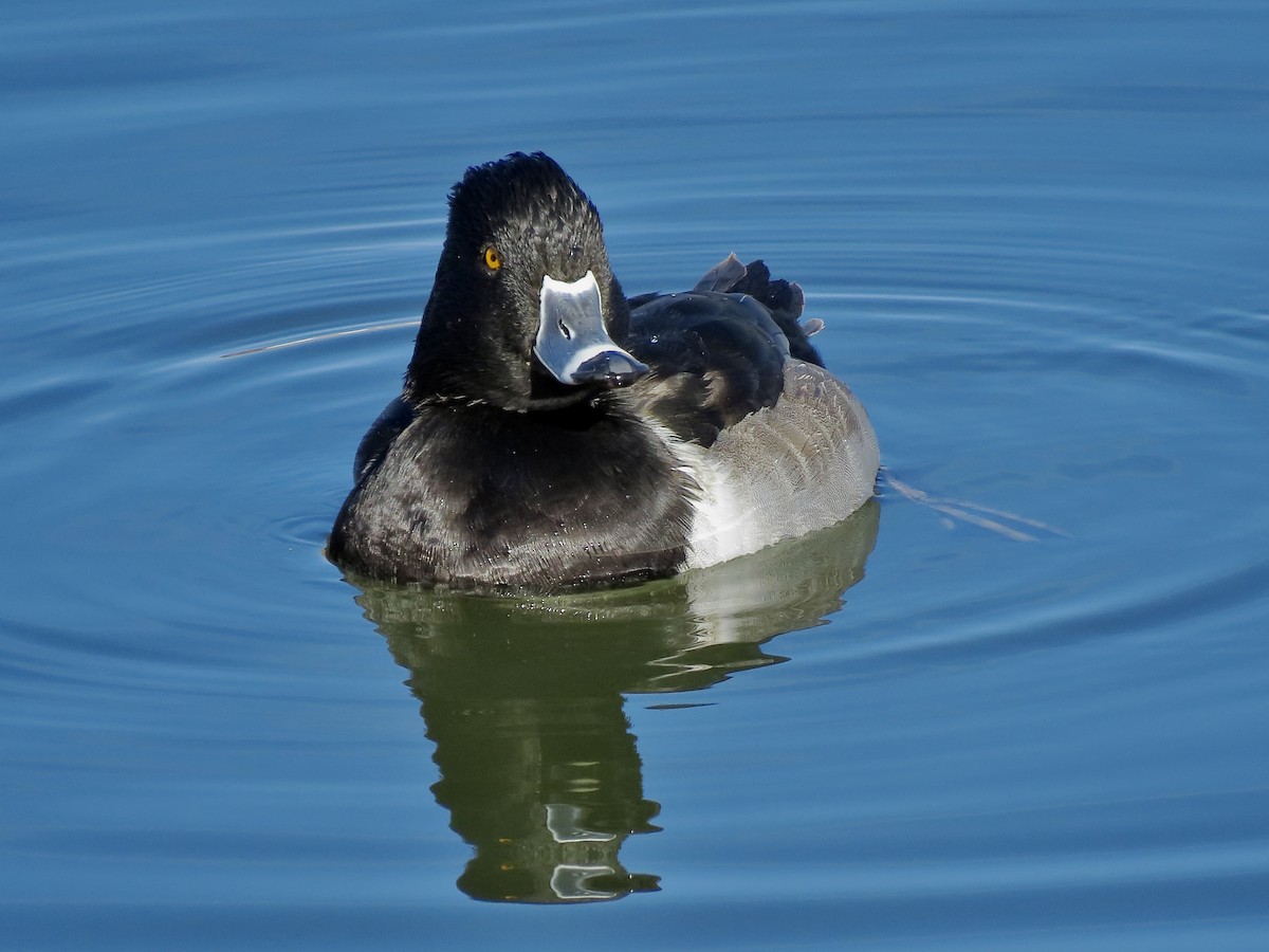 クビワキンクロ - ML646156867