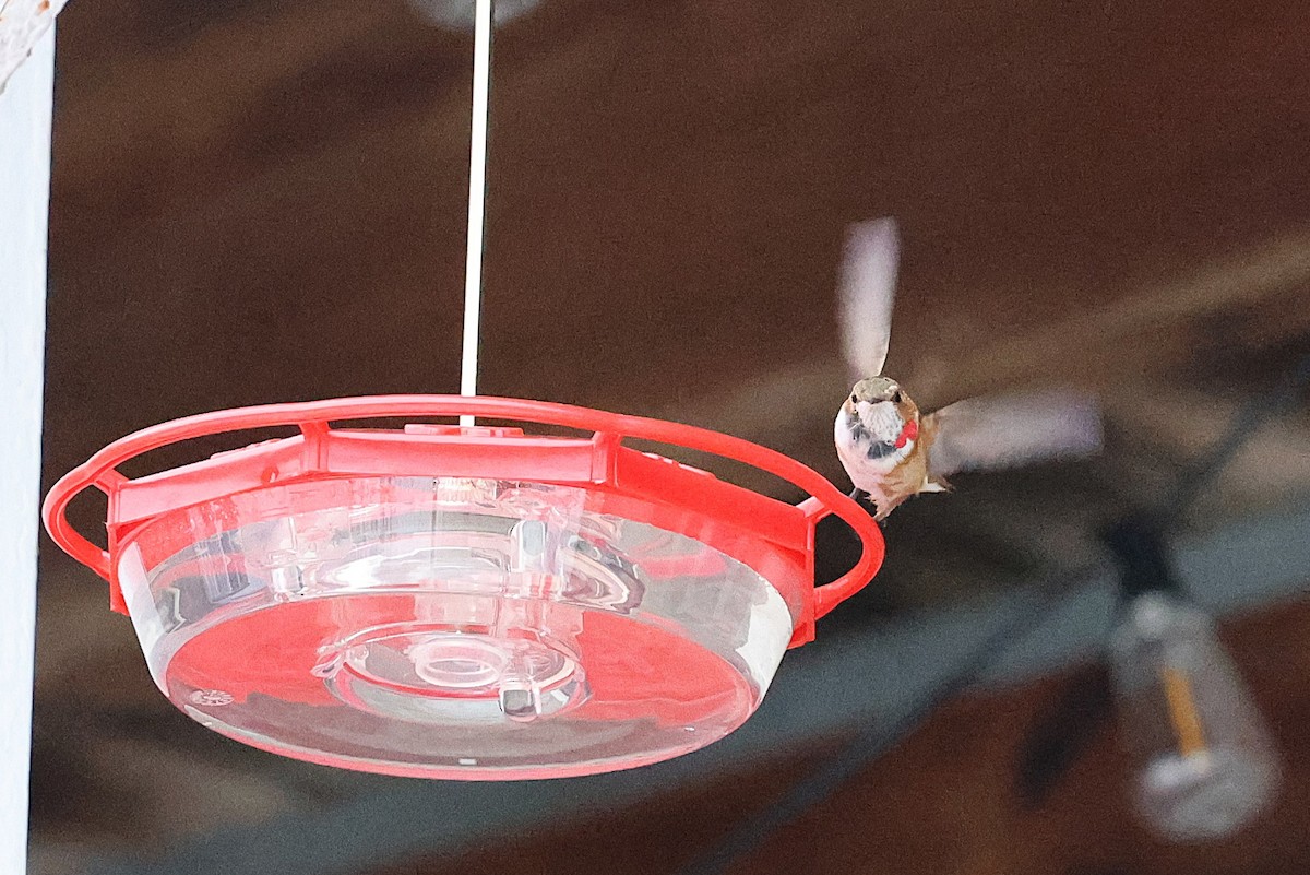 Rufous Hummingbird - ML646156868