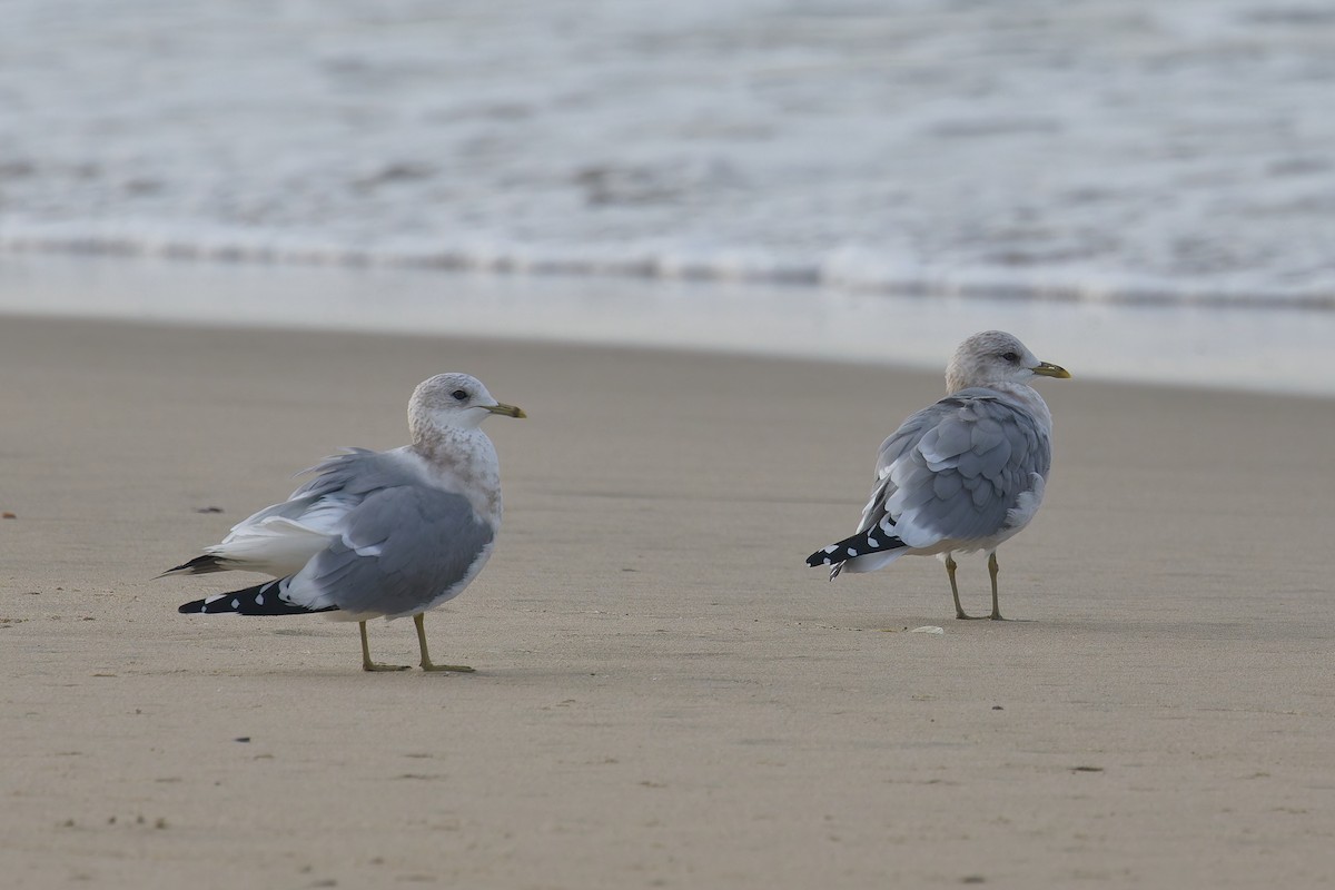 コカモメ - ML646156869