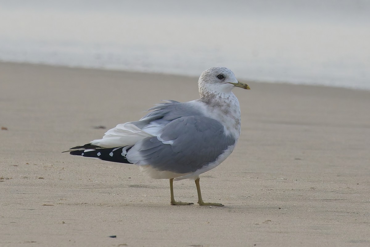 コカモメ - ML646156871