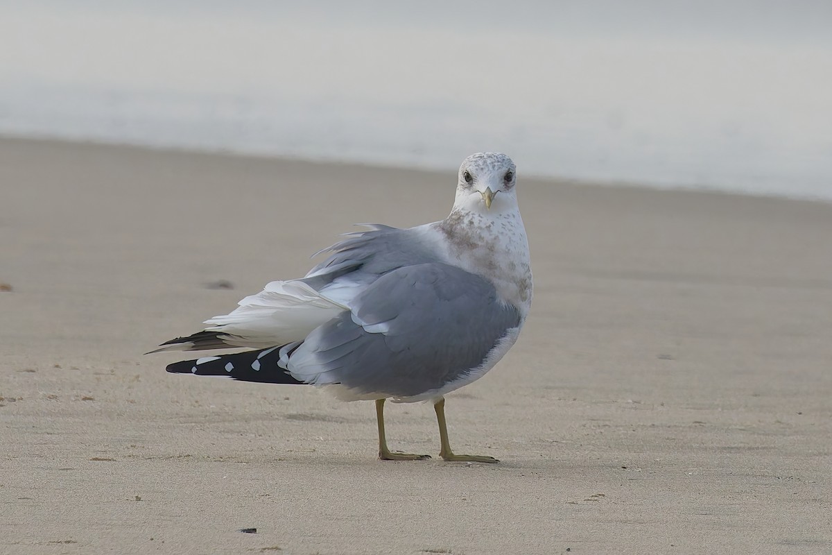 コカモメ - ML646156875