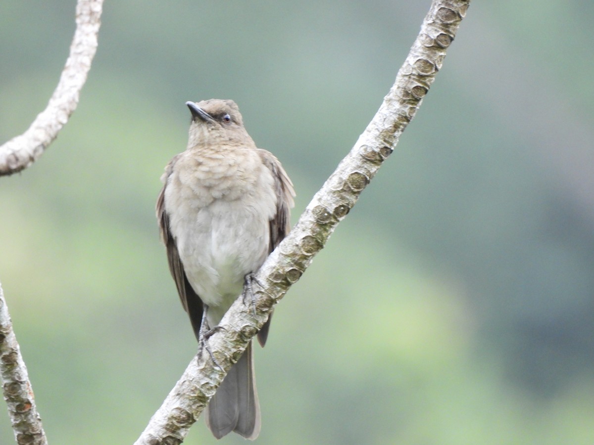 ハシグロムジツグミ - ML646156876