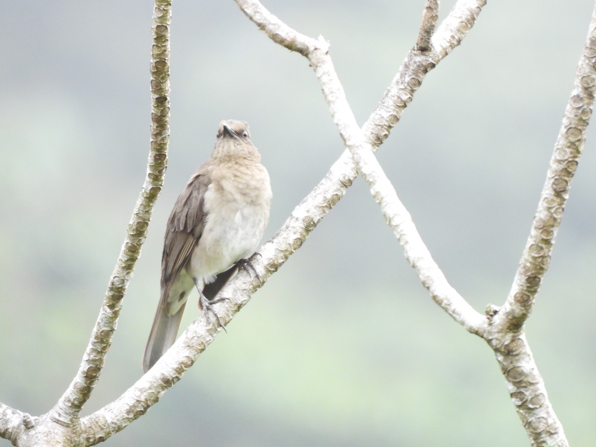 ハシグロムジツグミ - ML646156877