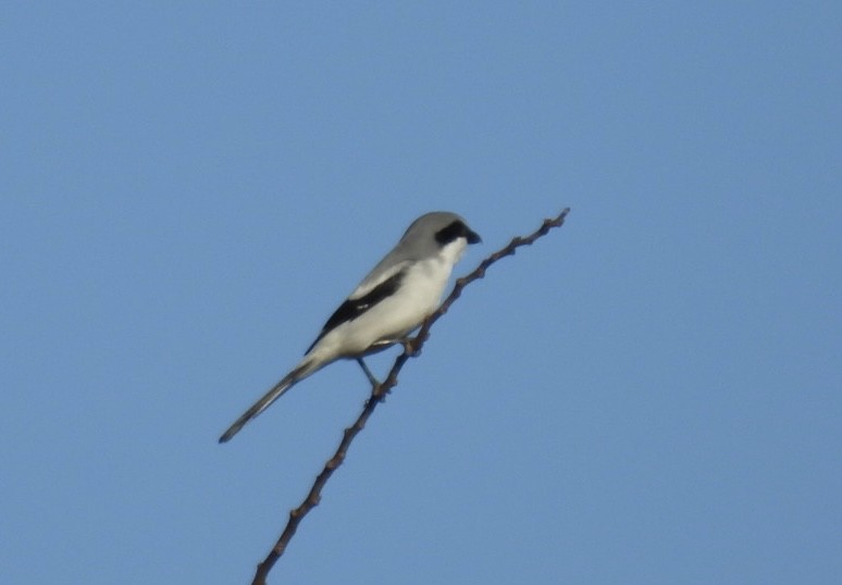 アメリカオオモズ - ML646156878