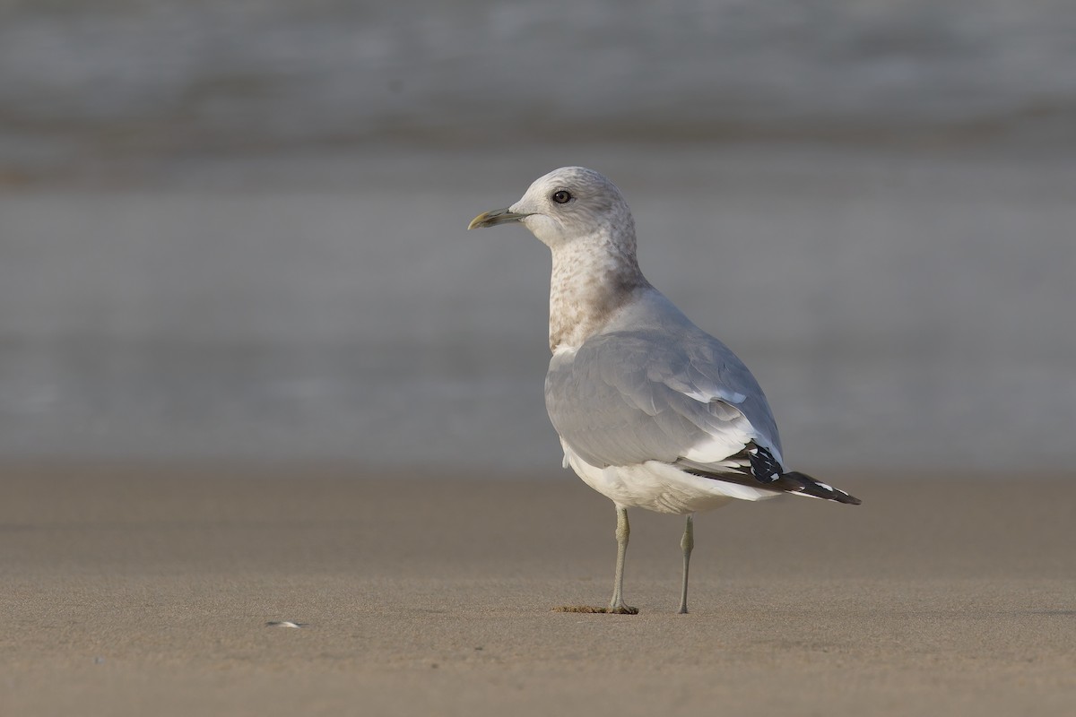 コカモメ - ML646156880