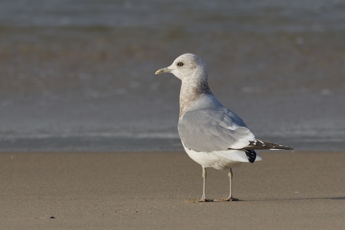 コカモメ - ML646156881