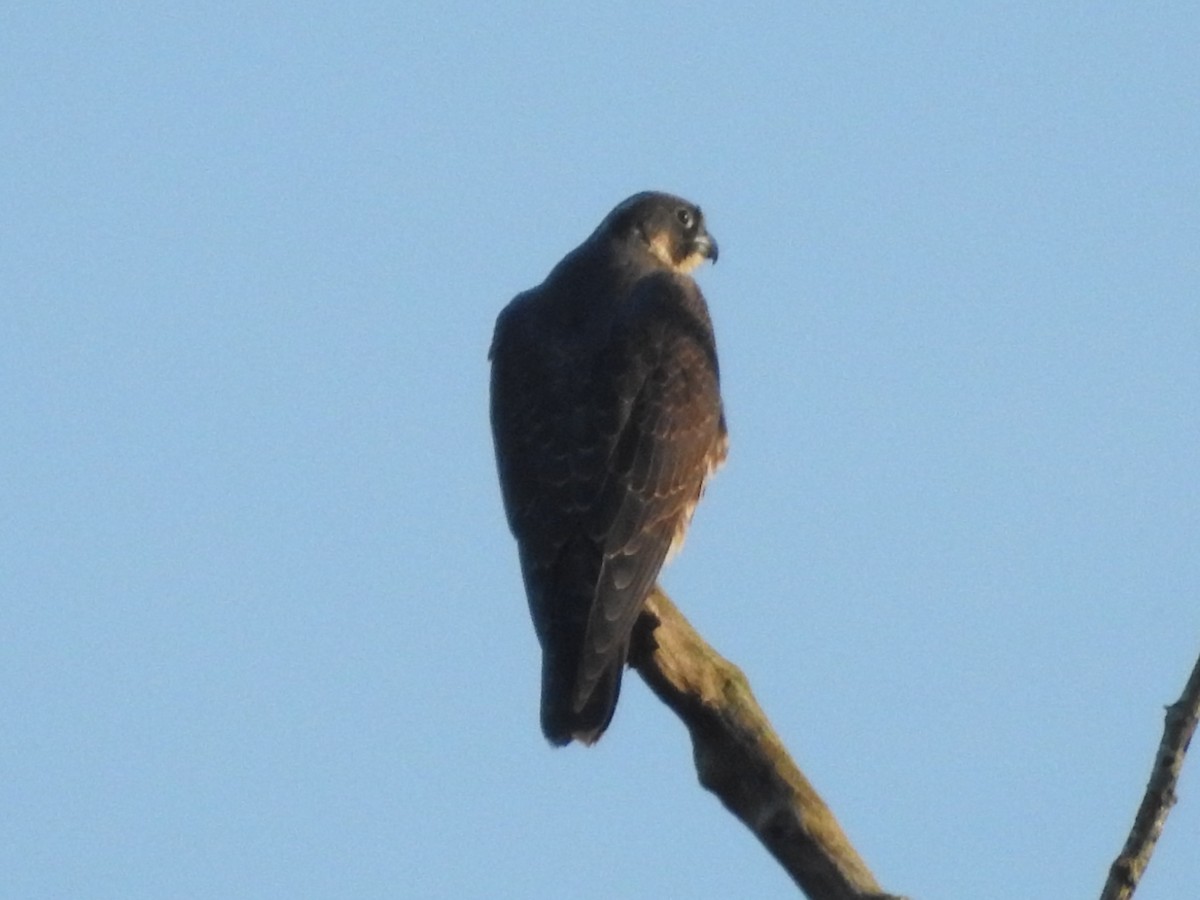 Peregrine Falcon - ML646156882