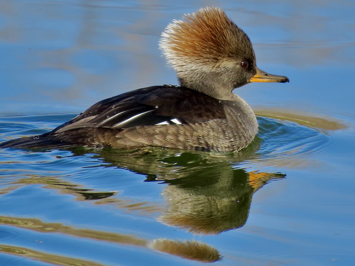 オウギアイサ - ML646156885