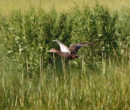 American Black Duck - ML646156888