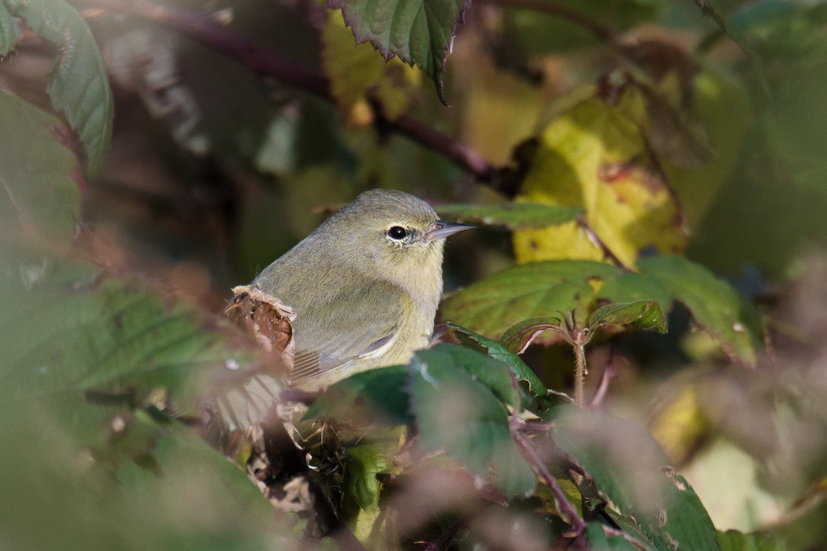 Orange-crowned Warbler - ML646156892