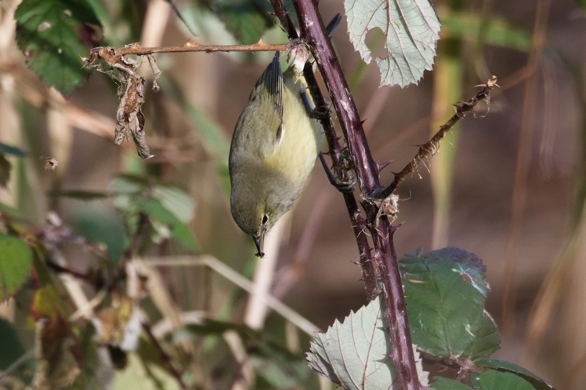 Orange-crowned Warbler - ML646156895