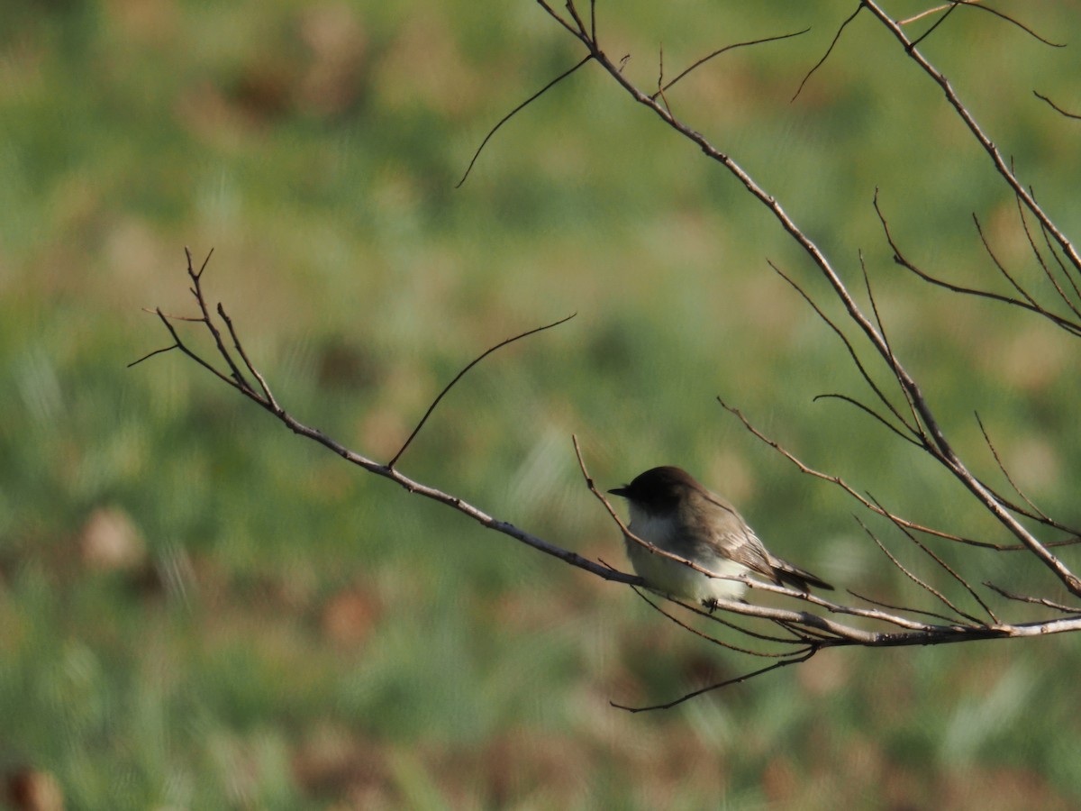 Eastern Phoebe - ML646156903