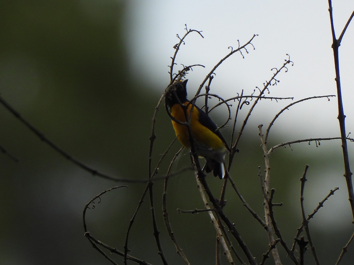 Ak Etekli Öfonya - ML646156904