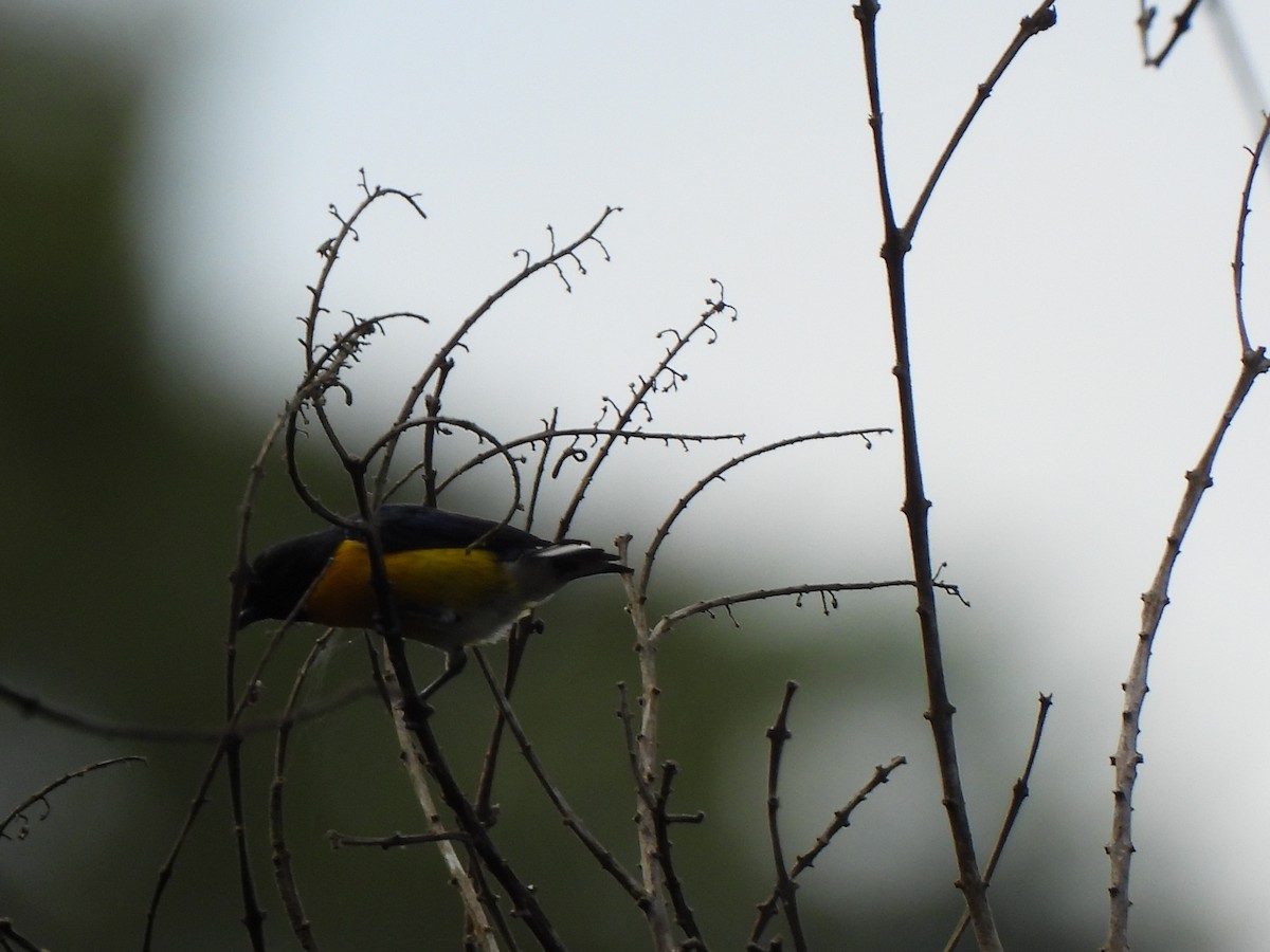 Ak Etekli Öfonya - ML646156905