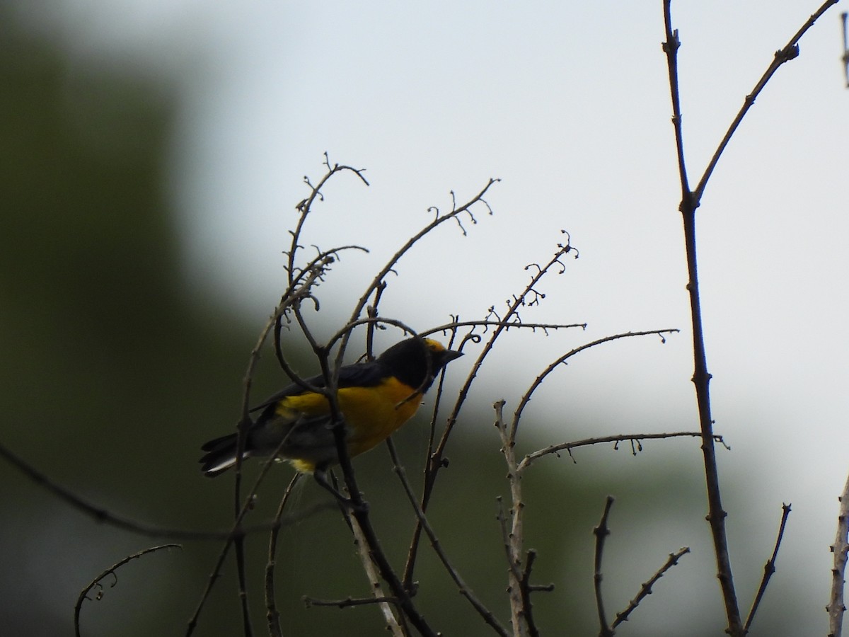 Ak Etekli Öfonya - ML646156906