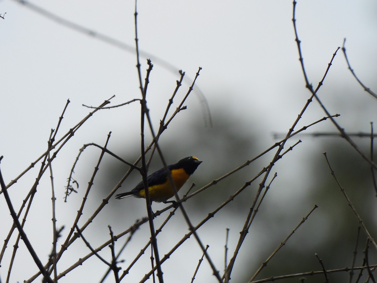 Ak Etekli Öfonya - ML646156907