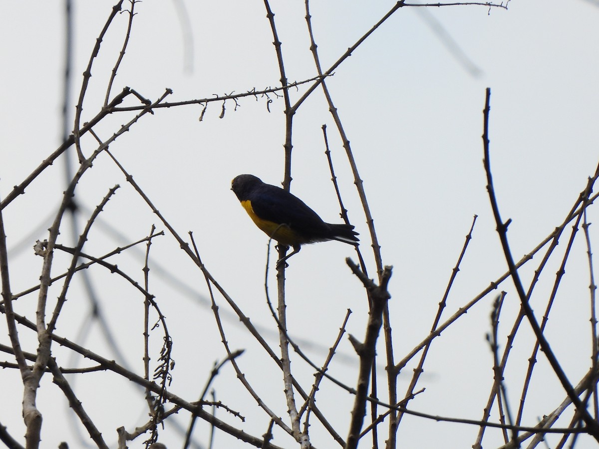 Ak Etekli Öfonya - ML646156908