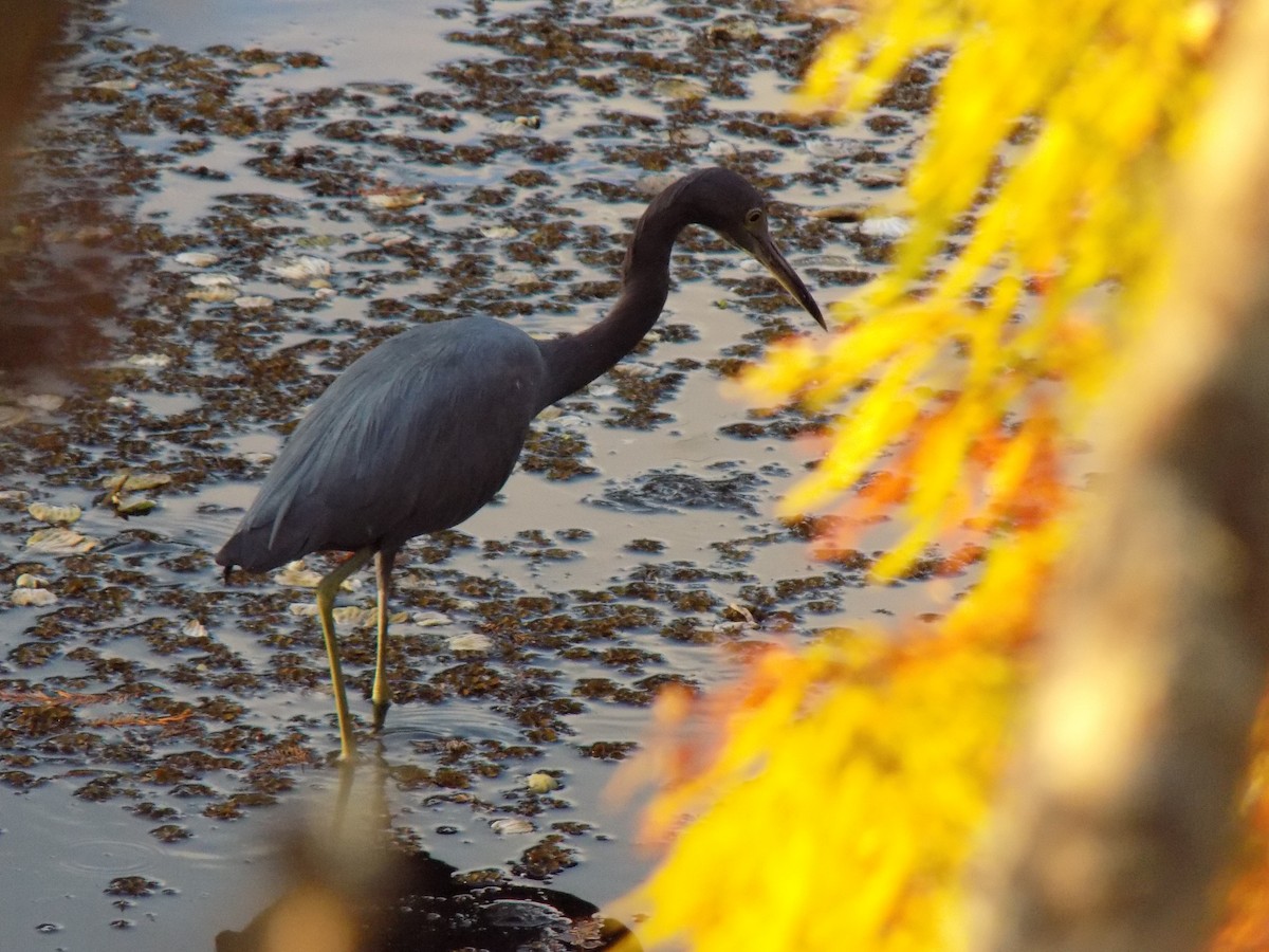 Little Blue Heron - ML646156913