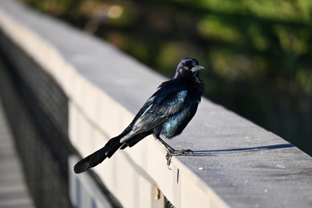 Boat-tailed Grackle - ML646156915
