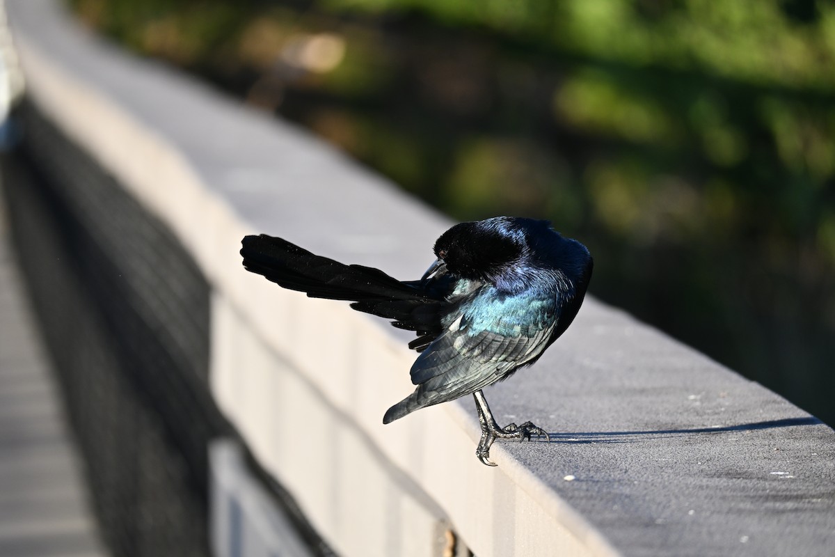 Boat-tailed Grackle - ML646156916