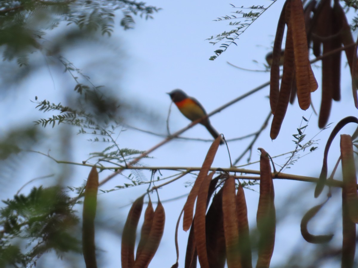 Zwergmennigvogel - ML646156919