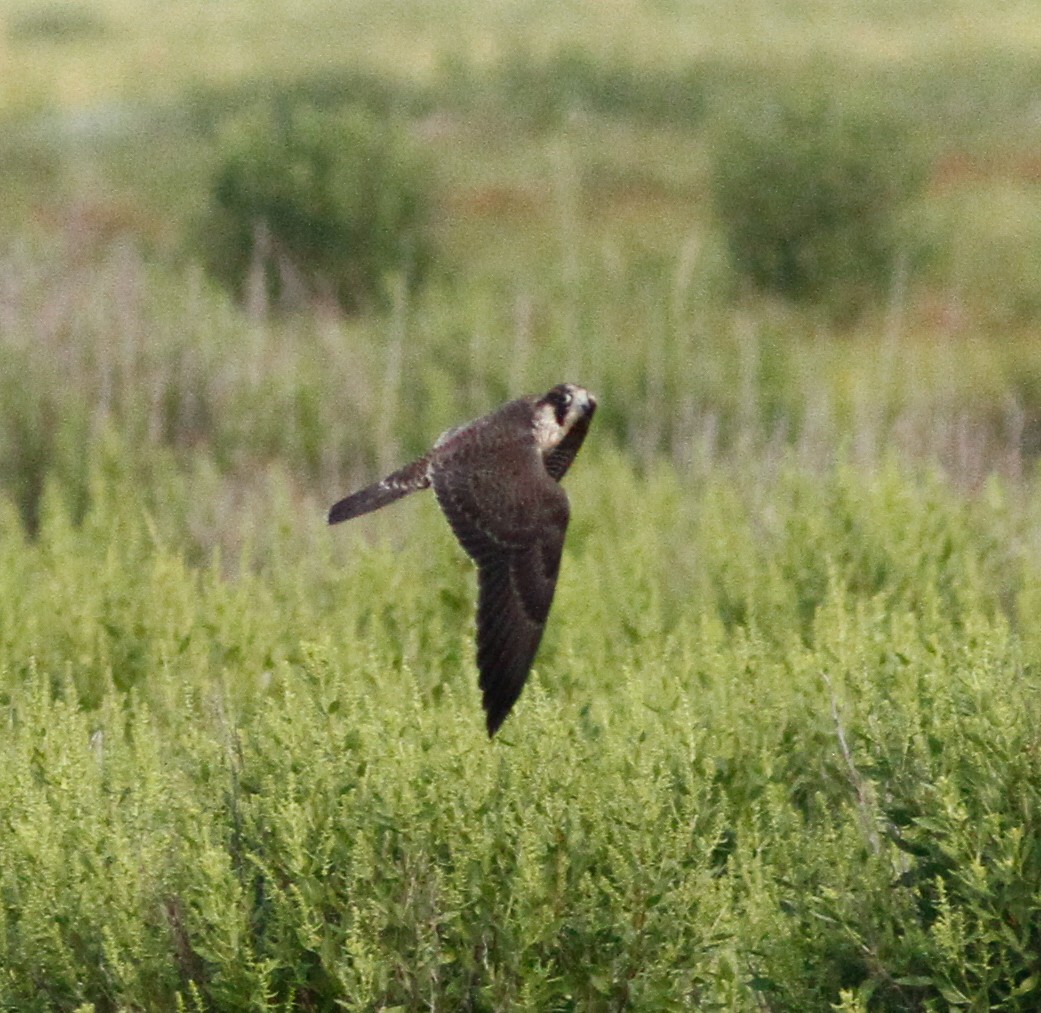 Peregrine Falcon - ML646156920