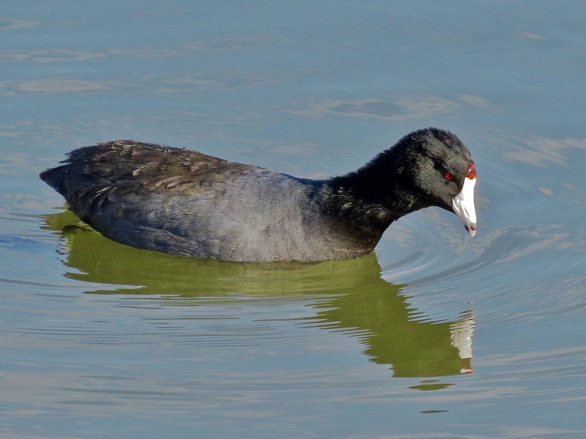 American Coot - ML646156921