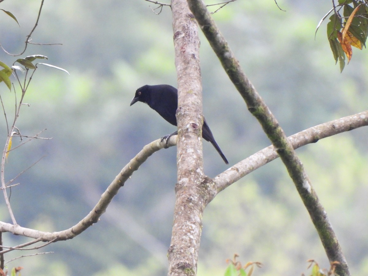 Giant Cowbird - ML646156922