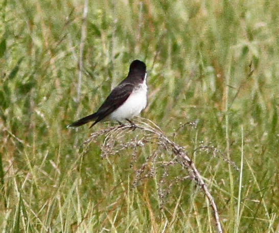 Tirano Oriental - ML646156923