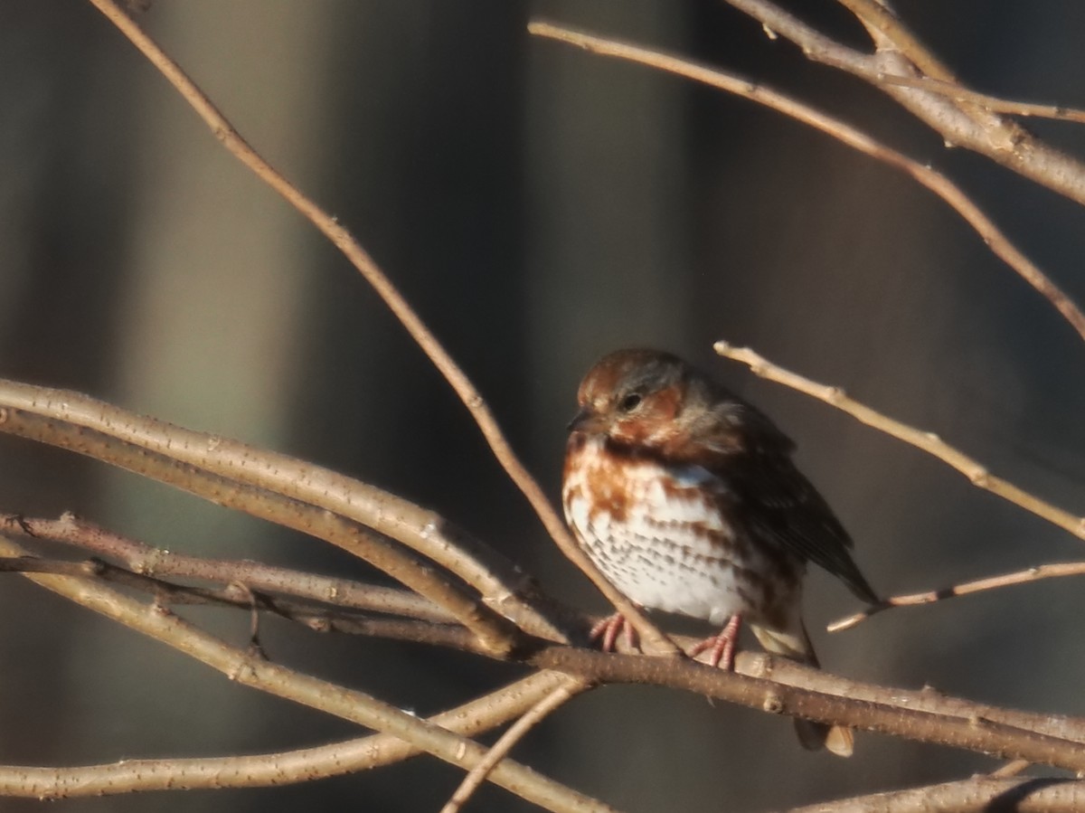 Fox Sparrow (Red) - ML646156924