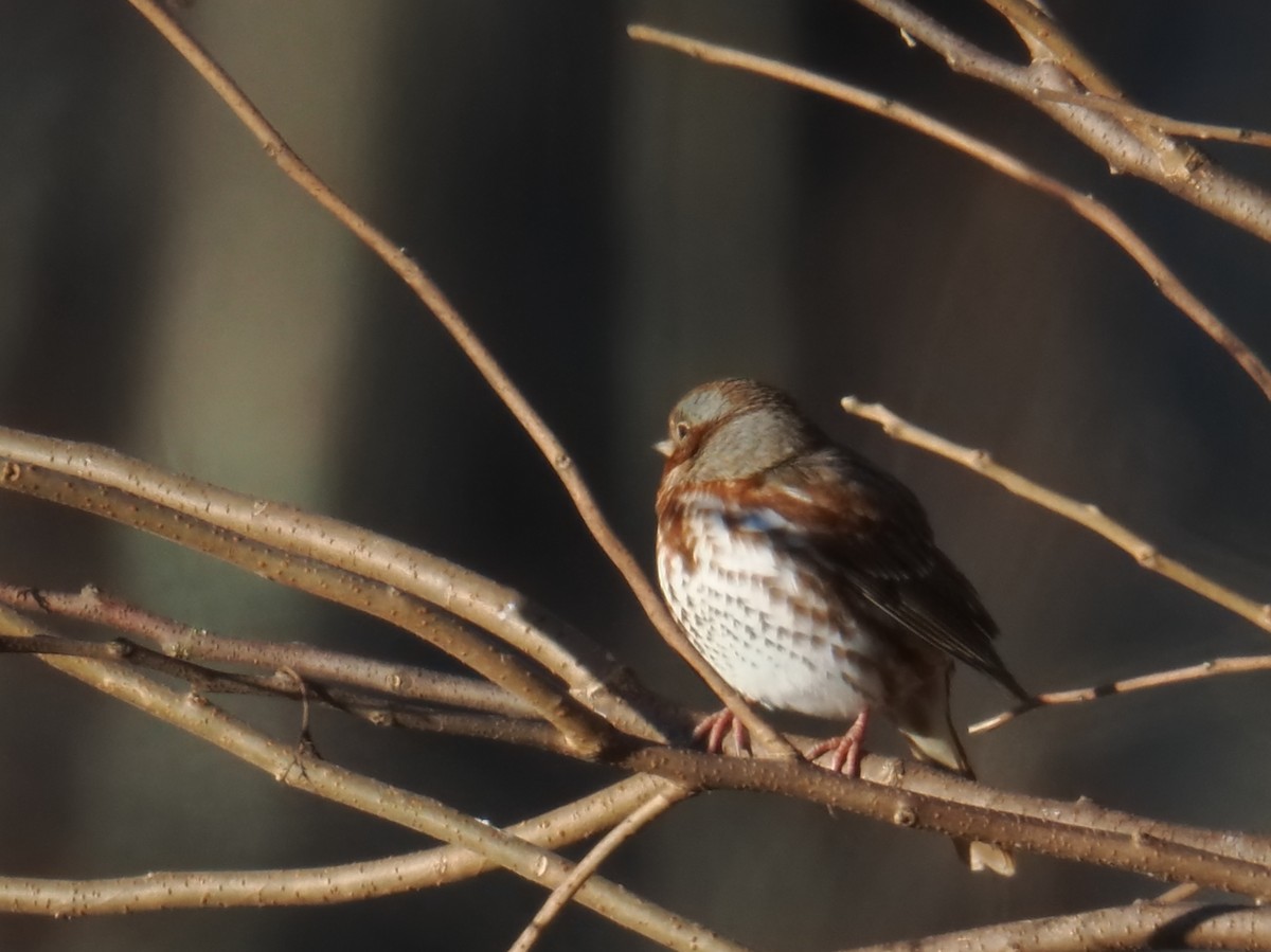 Fox Sparrow (Red) - ML646156925