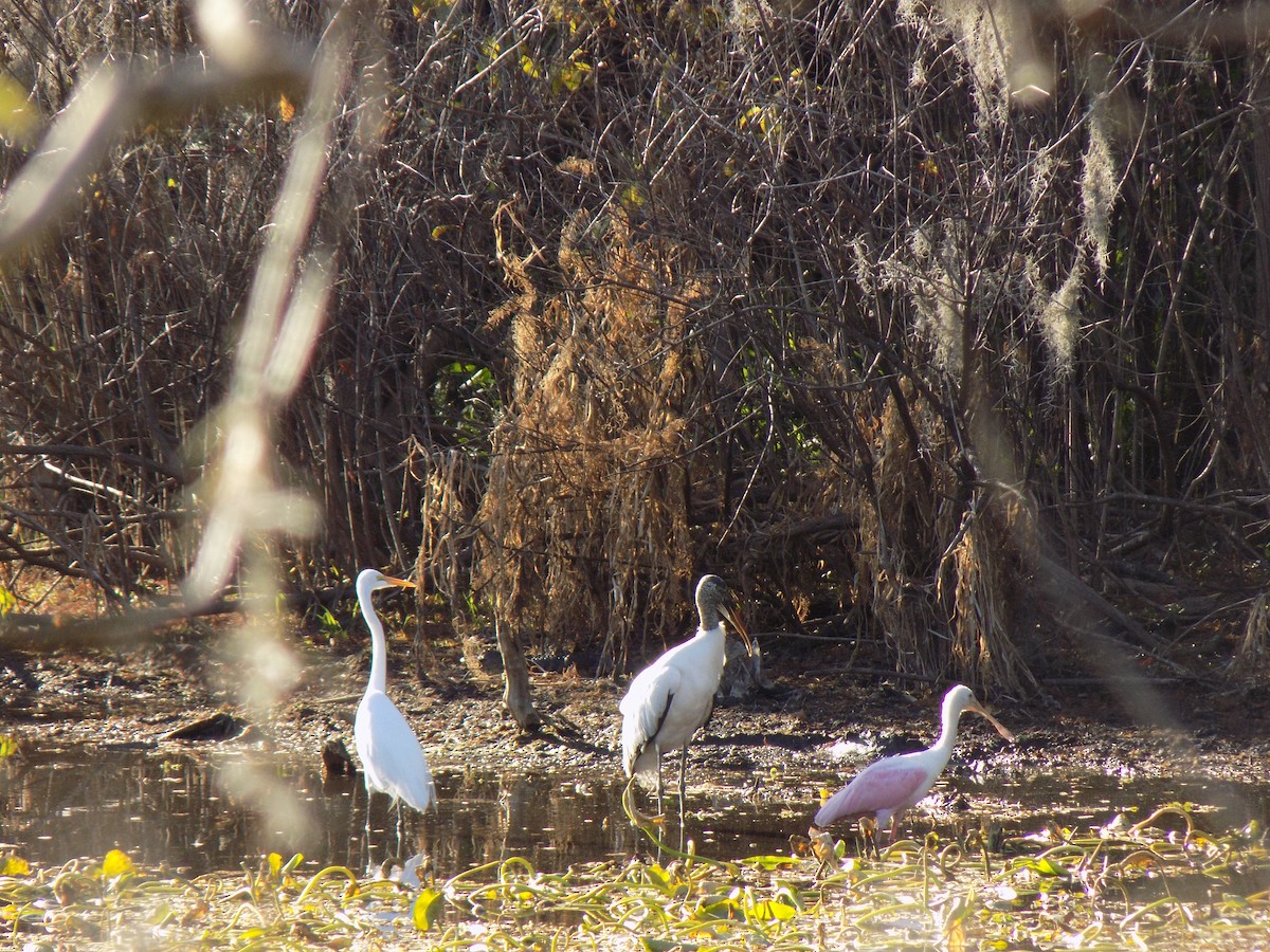 Great Egret - ML646156932